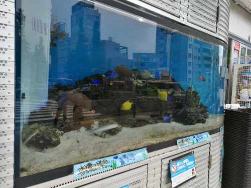 Näyteikkuna-akvaario Don Quijoten yhteydessä