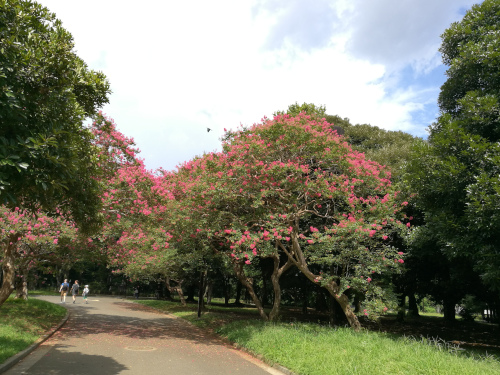 Yoyogi-puiston puiden väriloistetta