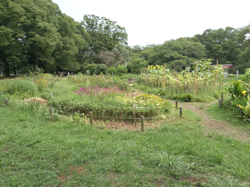 Yoyogi-puiston istutuksia