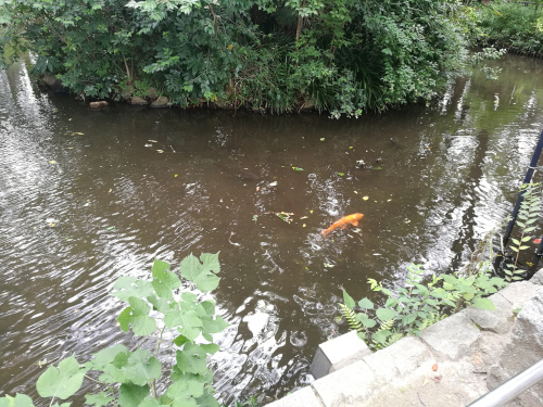 Otomeyaman lammen kalatarjontaa