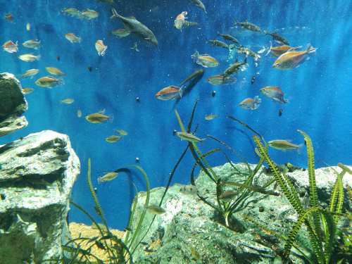 Kaloja Sunshine Cityn akvaariossa