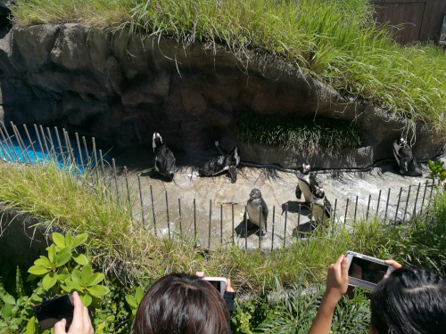 Pingviinejä Sunshine Cityn akvaariossa