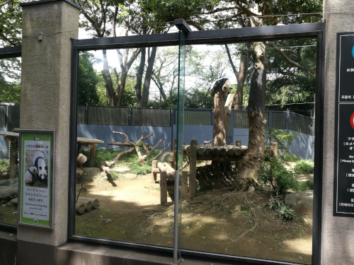 Xiang Xiang -jättipandanaaras Uenon eläintarhassa