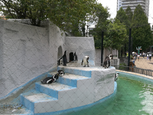 Afrikanpingviinejä Uenon eläintarhassa